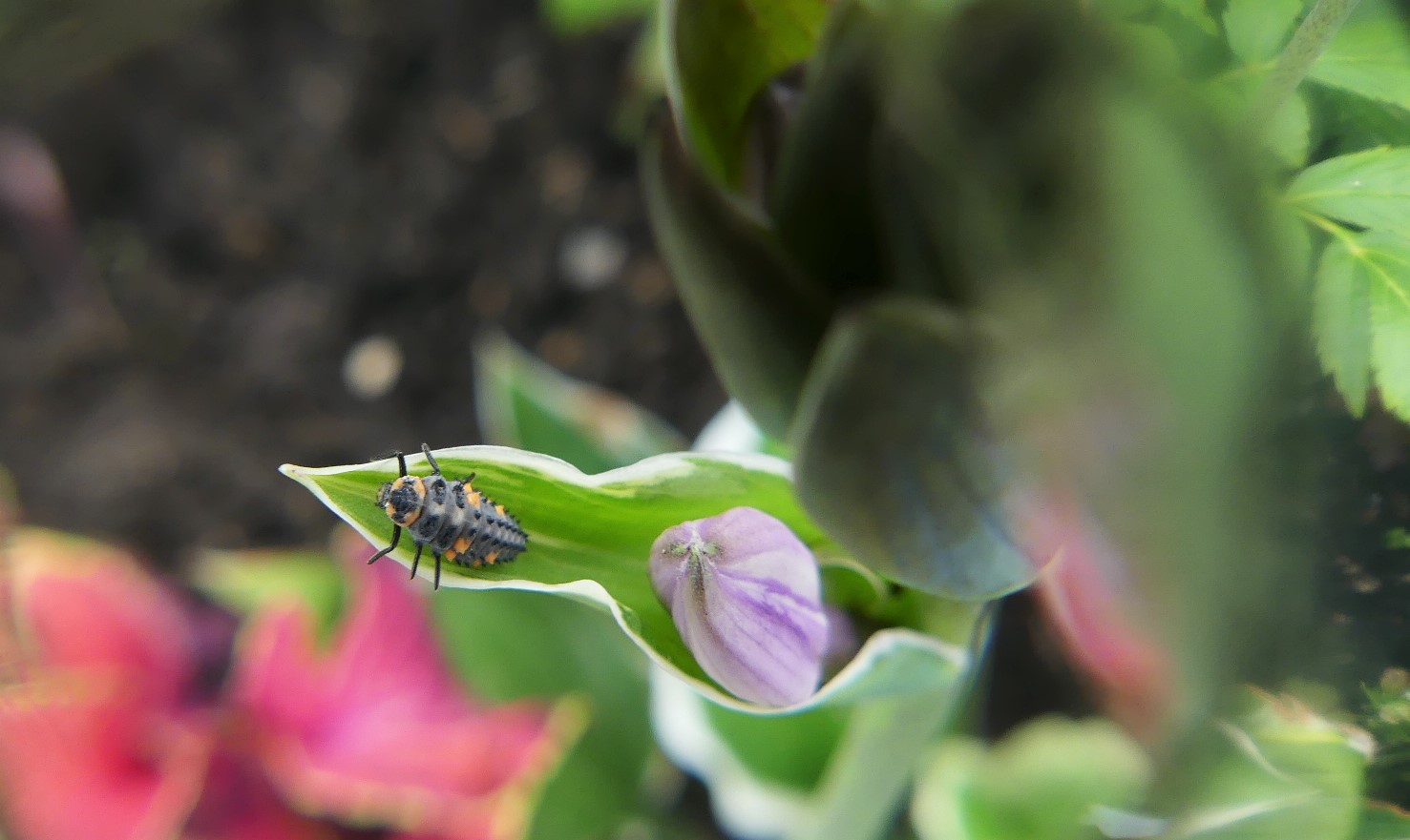 Larve de coccinelle