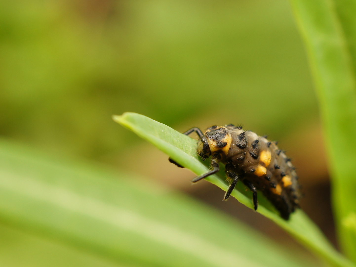 Larve de coccinelle