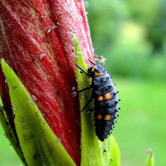 Larve de Coccinelle à 7 points...