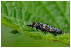 Larve de coccinelle à l'affut