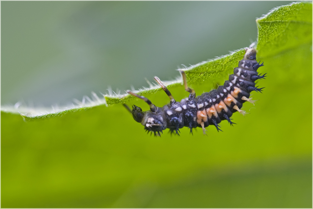 Larve de coccinelle asiatique