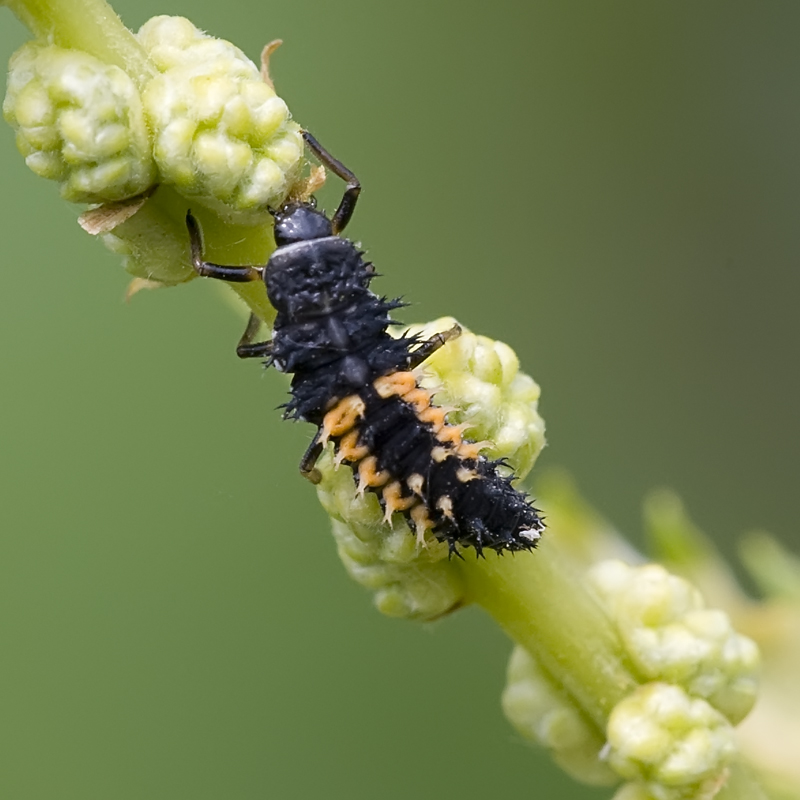 Larve de coccinelle asiatique