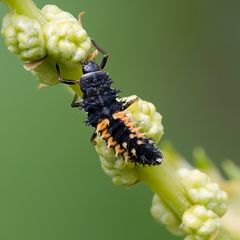 Larve de coccinelle asiatique