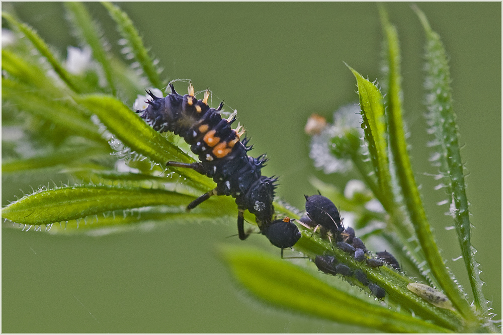 Larve de coccinelle asiatique