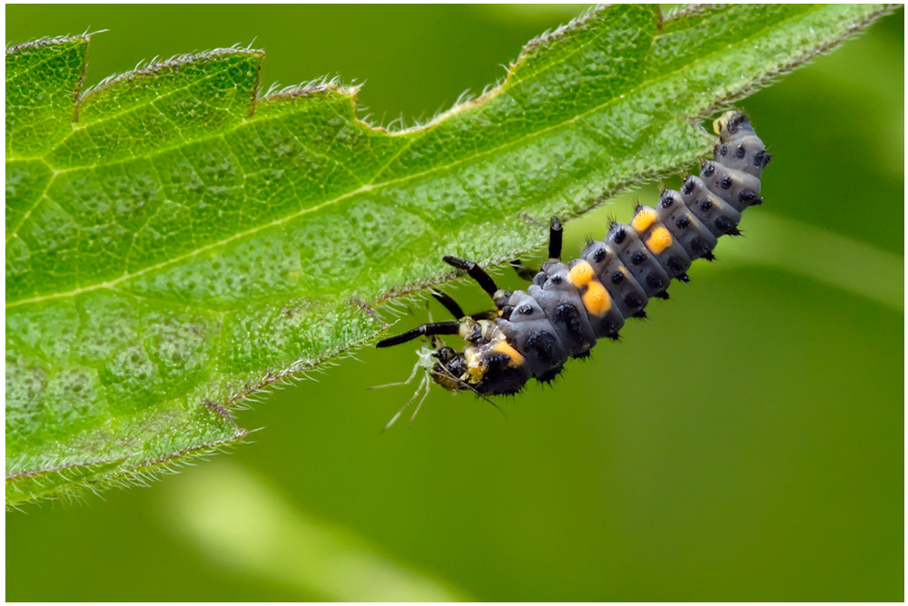 Larve de coccinelle dévorant un puceron