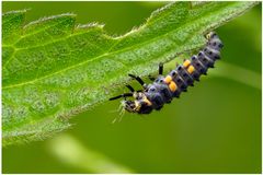 Larve de coccinelle dévorant un puceron