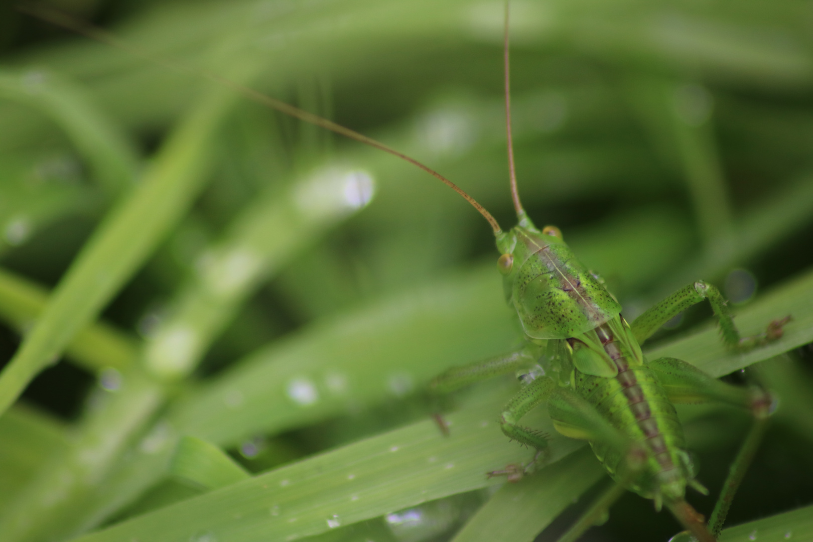 Larve de grande sauterelle verte