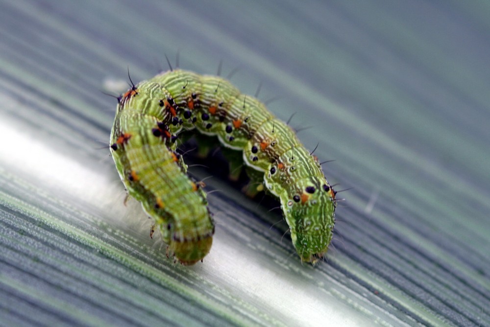 larve de papillon sur le maïs photo et image macro nature, macro insectes, papillons Images