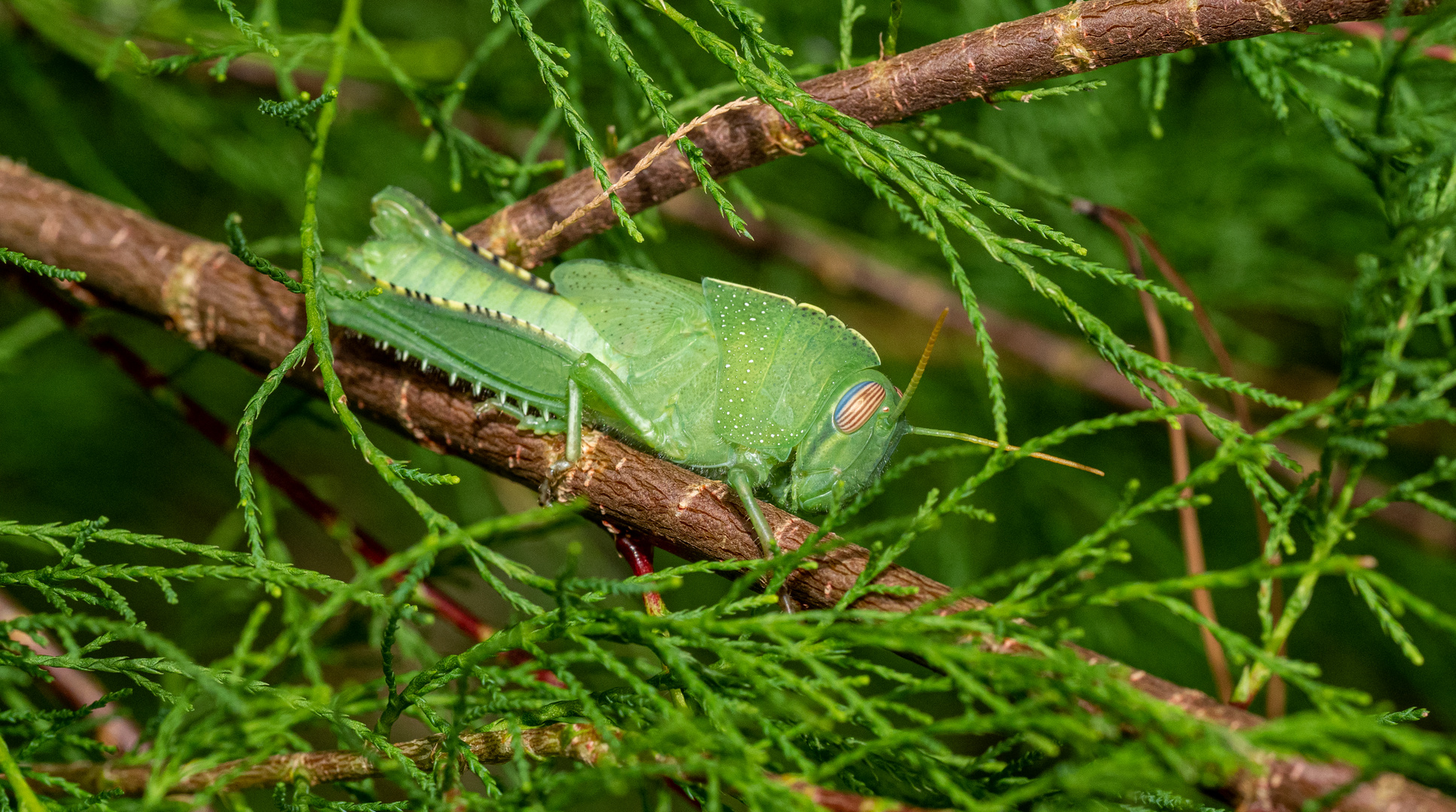 Larve der ägyptischen Wanderheuschrecke