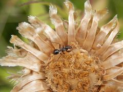 Larve der Ameisensichelwanze (Himacerus mirmicoides)