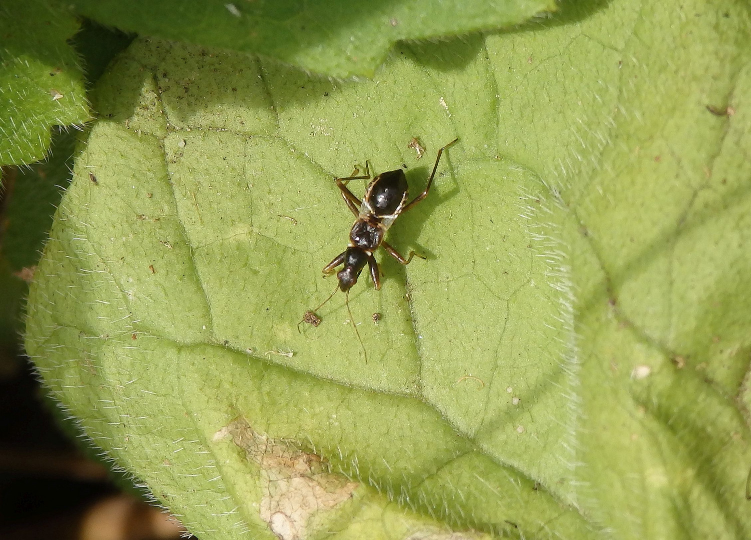 Larve der Ameisensichelwanze (Himacerus mirmicoides)
