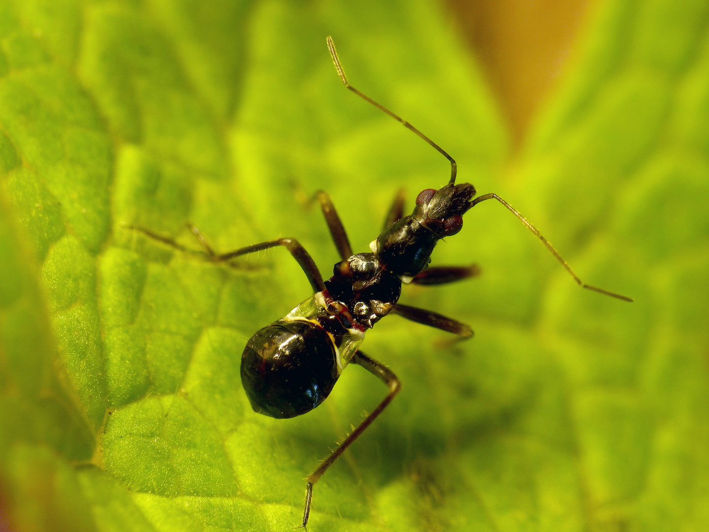 Larve der Ameisensichelwanze (Himacerus mirmicoides)