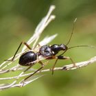 Larve der Ameisensichelwanze (Himacerus mirmicoides)