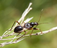 Larve der Ameisensichelwanze (Himacerus mirmicoides)