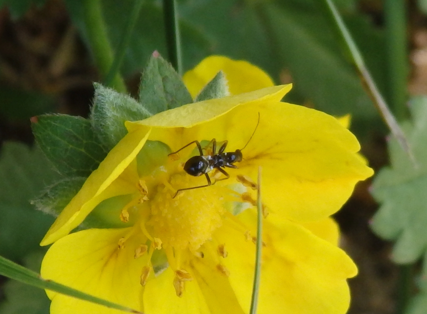 Larve der Ameisensichelwanze (Himacerus mirmicoides)