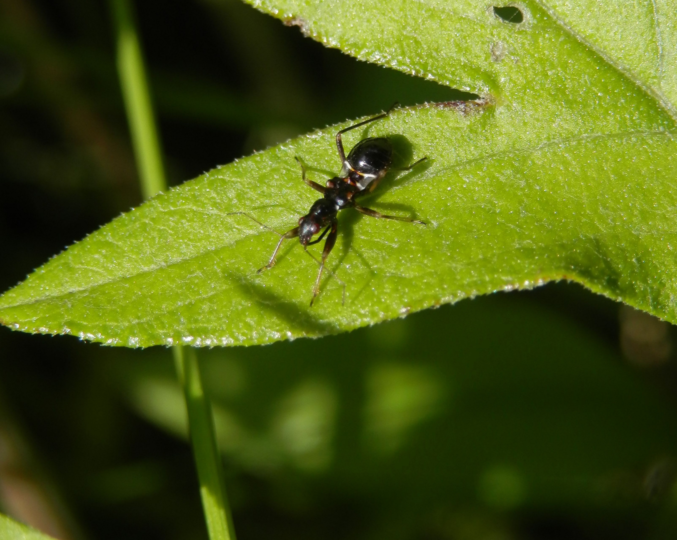 Larve der Ameisensichelwanze (Himacerus mirmicoides)