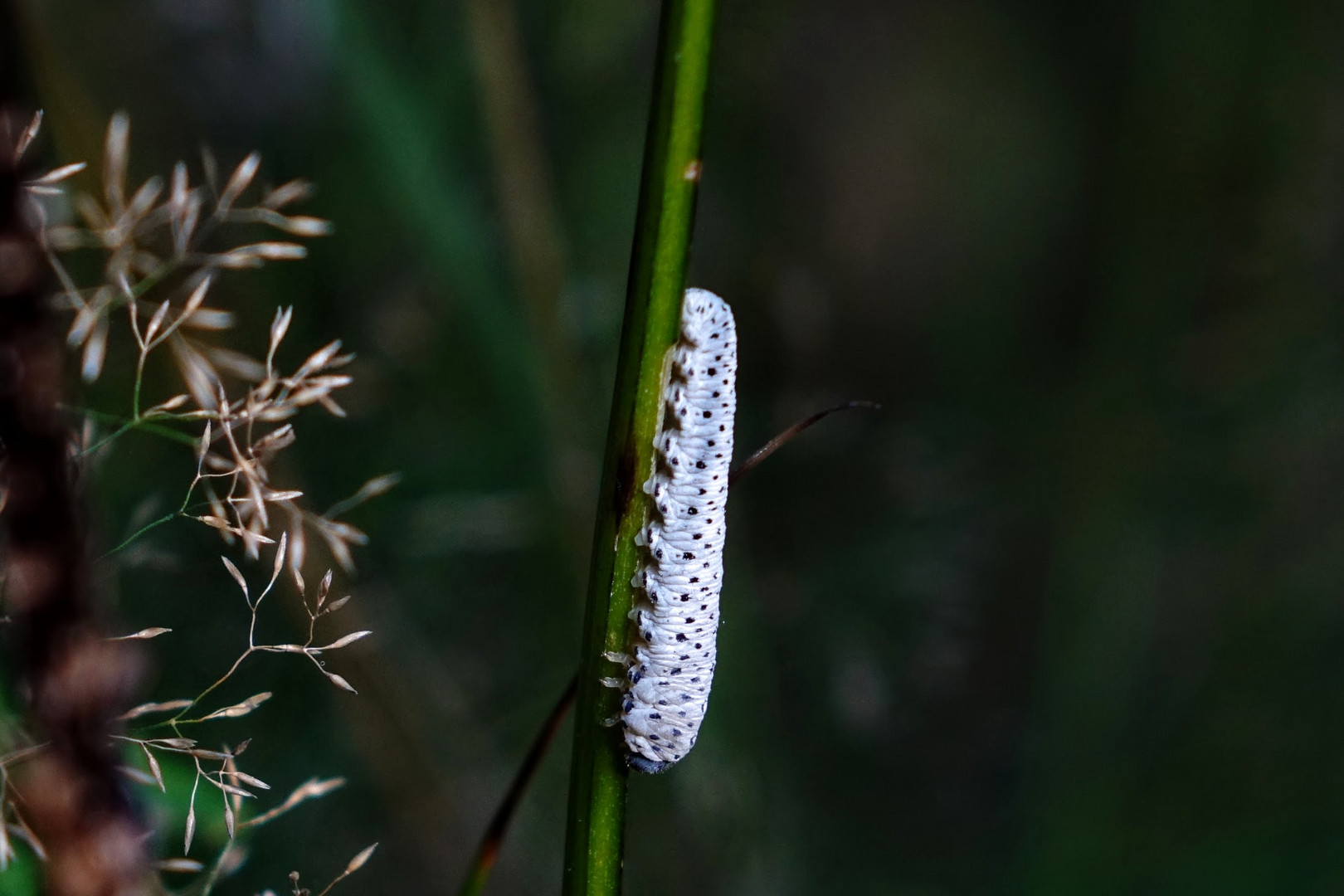 Larve der Braunwurzblattwespe