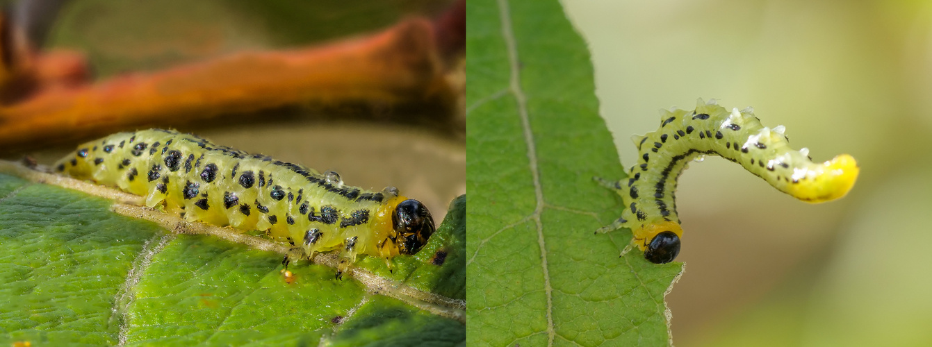 Larve der Breitfüßige Erlenblattwespe