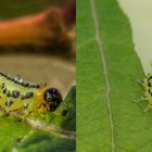 Larve der Breitfüßige Erlenblattwespe