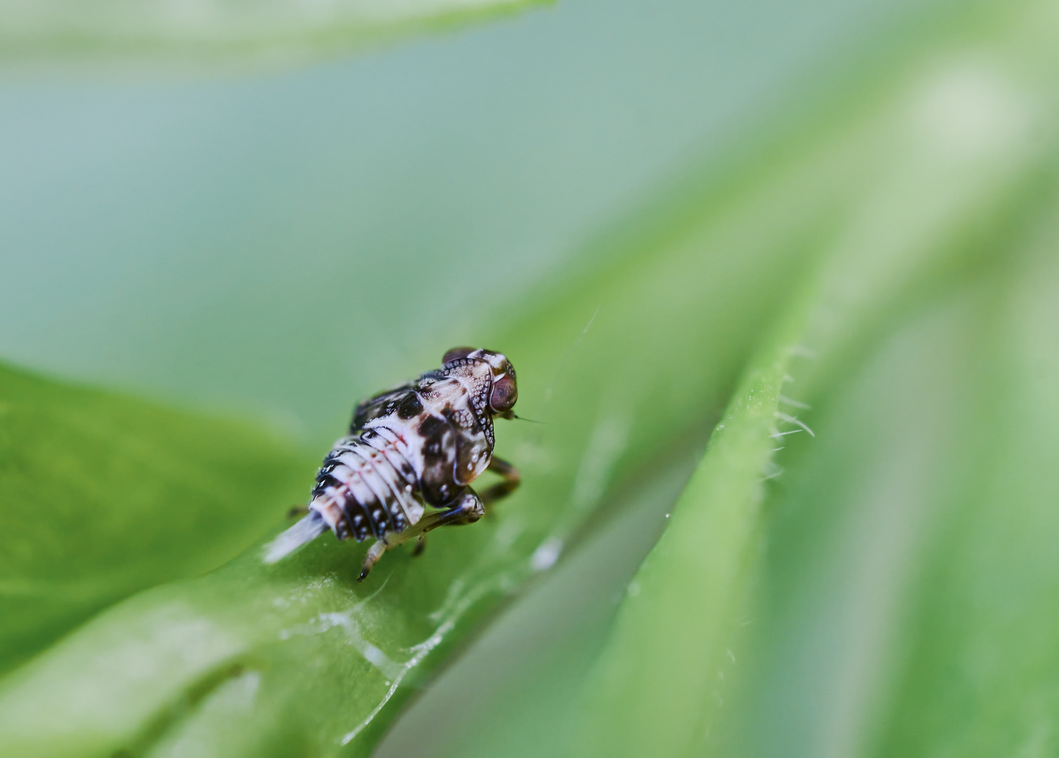 Larve der Echten Käferzikade (Issus coleoptratus)