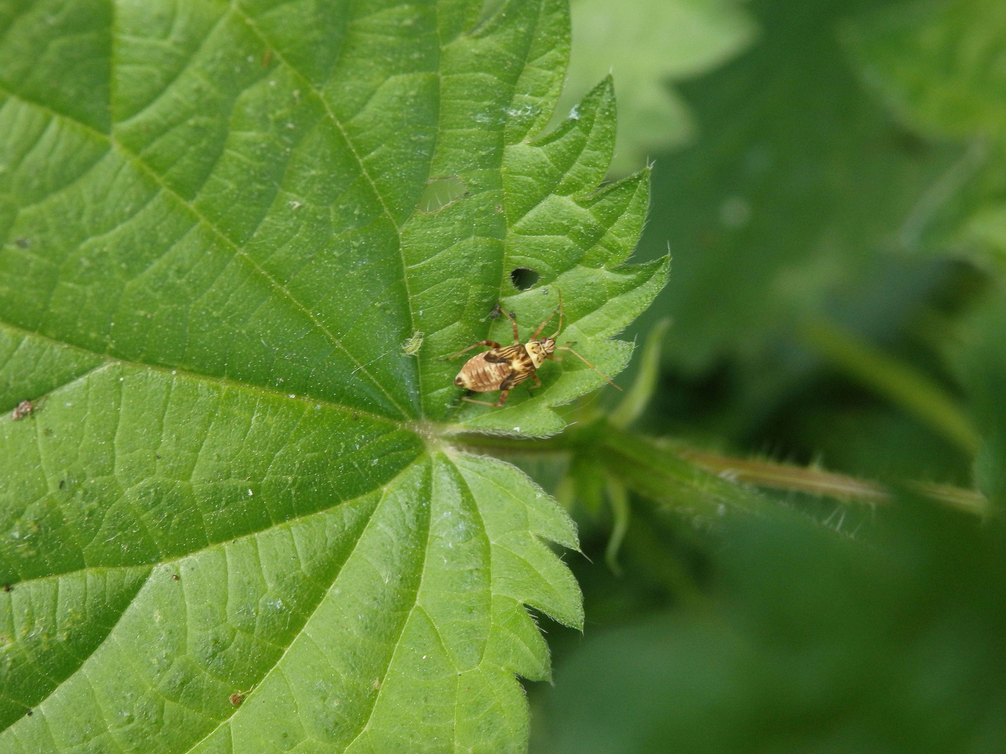 Larve der Eichen-Schmuckwanze (Rhabdomiris striatellus)