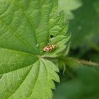 Larve der Eichen-Schmuckwanze (Rhabdomiris striatellus)