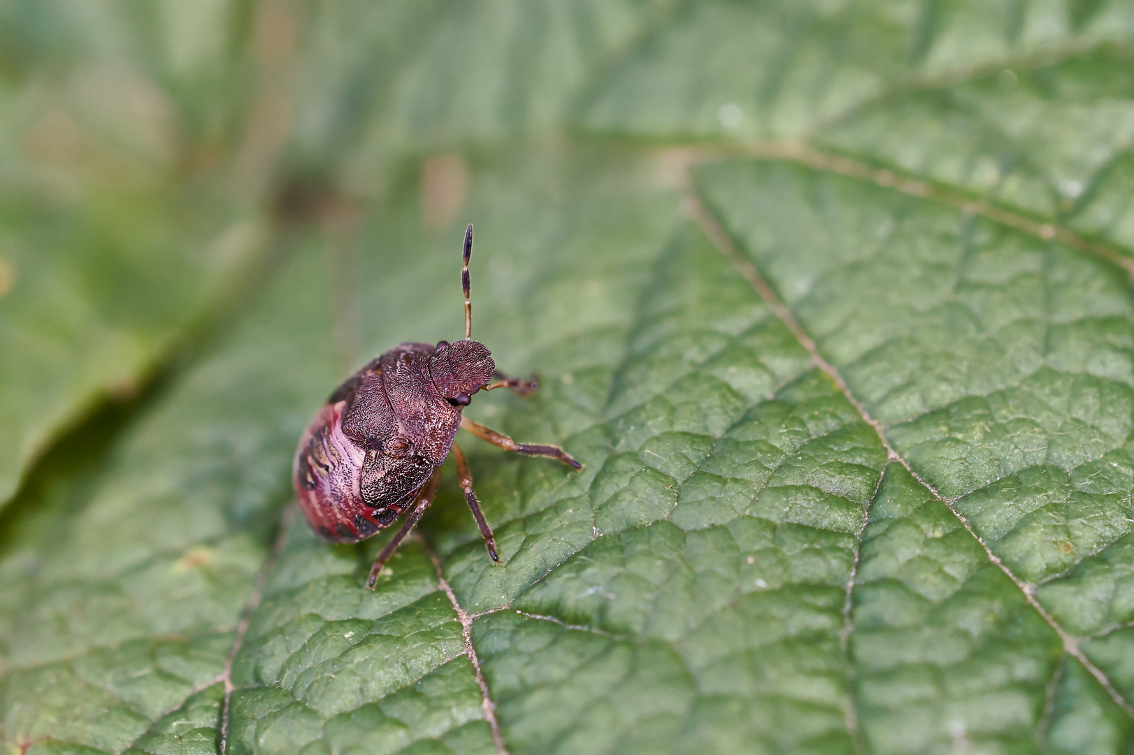 Larve der Gartenwanze