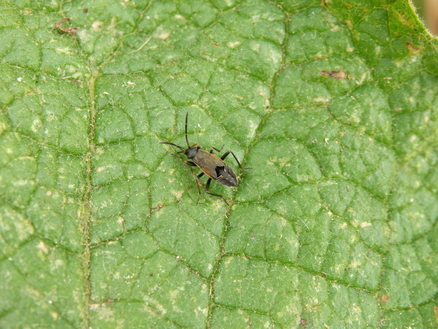 Larve der Gemeinen Bodenwanze (Rhyparochromus vulgaris)