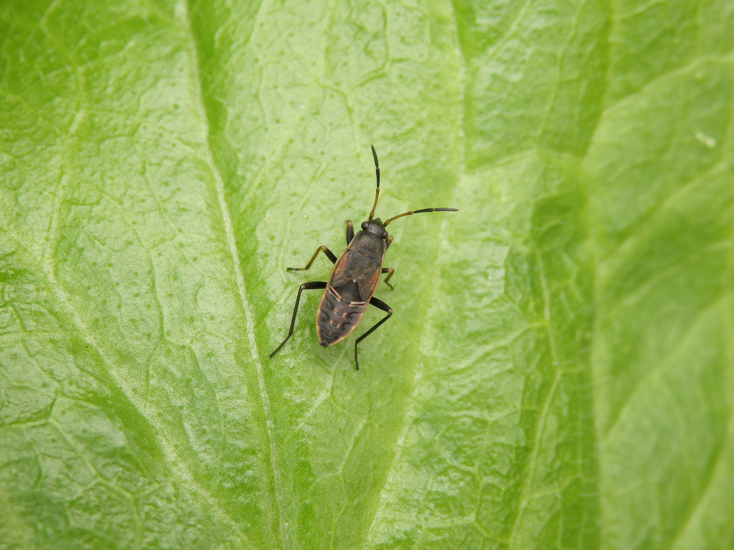 Larve der Gemeinen Bodenwanze (Rhyparochromus vulgaris)