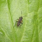 Larve der Gemeinen Bodenwanze (Rhyparochromus vulgaris)