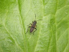 Larve der Gemeinen Bodenwanze (Rhyparochromus vulgaris)