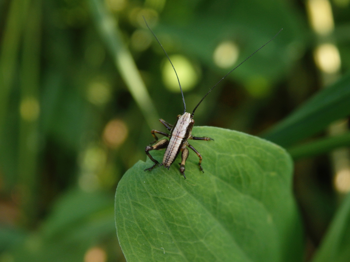 Larve der Gemeinen Strauchschrecke (Pholidoptera griseoaptera)