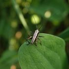 Larve der Gemeinen Strauchschrecke (Pholidoptera griseoaptera)