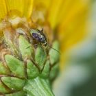 Larve der Gemeinen Wiesenwanze (Lygus pratensis)