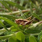 Larve der Gewöhnlichen Strauchschrecke (Pholidoptera griseoaptera)