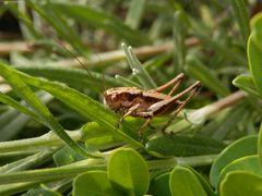 Larve der Gewöhnlichen Strauchschrecke (Pholidoptera griseoaptera)