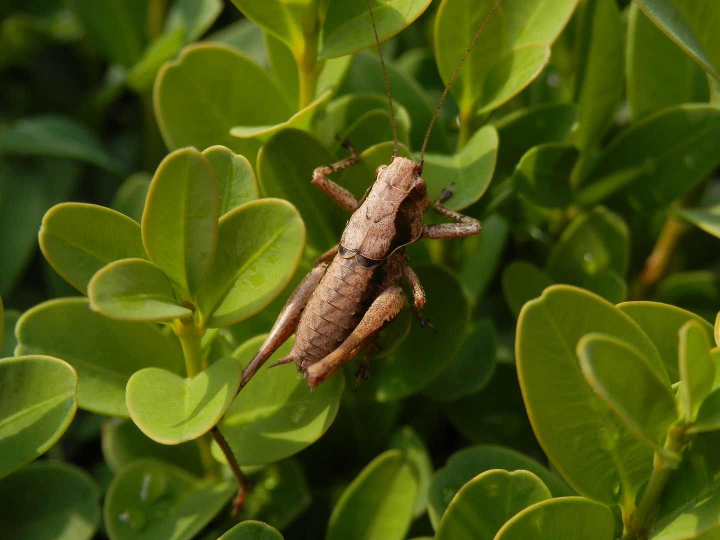 Larve der Gewöhnlichen Strauchschrecke (Pholidoptera griseoaptera)