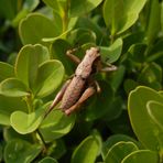 Larve der Gewöhnlichen Strauchschrecke (Pholidoptera griseoaptera)