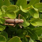 Larve der Gewöhnlichen Strauchschrecke (Pholidoptera griseoaptera)