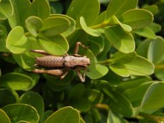 Larve der Gewöhnlichen Strauchschrecke (Pholidoptera griseoaptera)