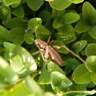 Larve der Gewöhnlichen Strauchschrecke (Pholidoptera griseoaptera)