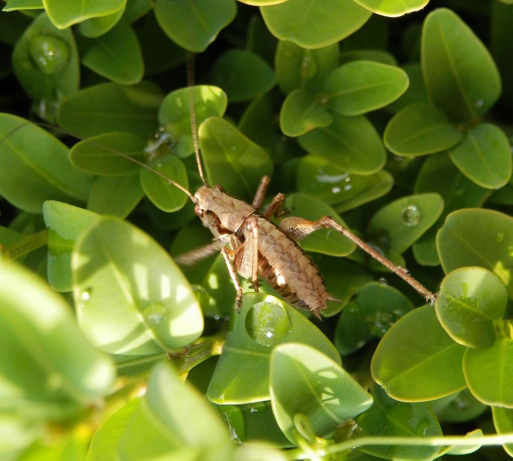 Larve der Gewöhnlichen Strauchschrecke (Pholidoptera griseoaptera)