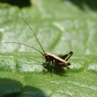 Larve der Gewöhnlichen Strauchschrecke (Pholidoptera griseoaptera)