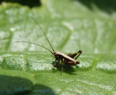 Larve der Gewöhnlichen Strauchschrecke (Pholidoptera griseoaptera)