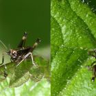 Larve der Grauflügeligen Gebüschheuschrecke (Pholidoptera griseoaptera)