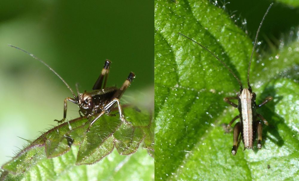 Larve der Grauflügeligen Gebüschheuschrecke (Pholidoptera griseoaptera)