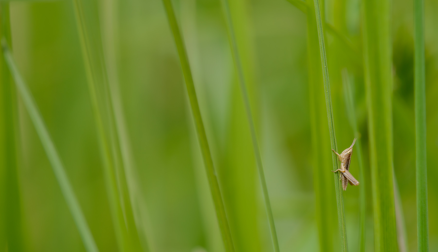 Larve der Großen Goldschrecke auf Gras