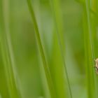 Larve der Großen Goldschrecke auf Gras