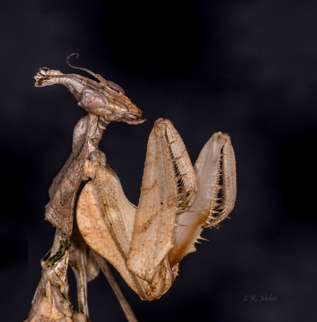 Larve der großen Teufelsblume (Idolomantis diabolica)