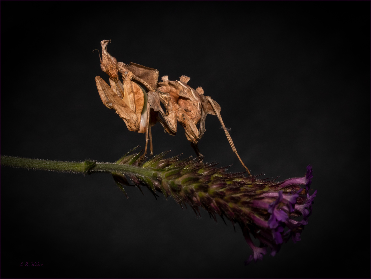 Larve der großen Teufelsblume (Idolomantis diabolica) 